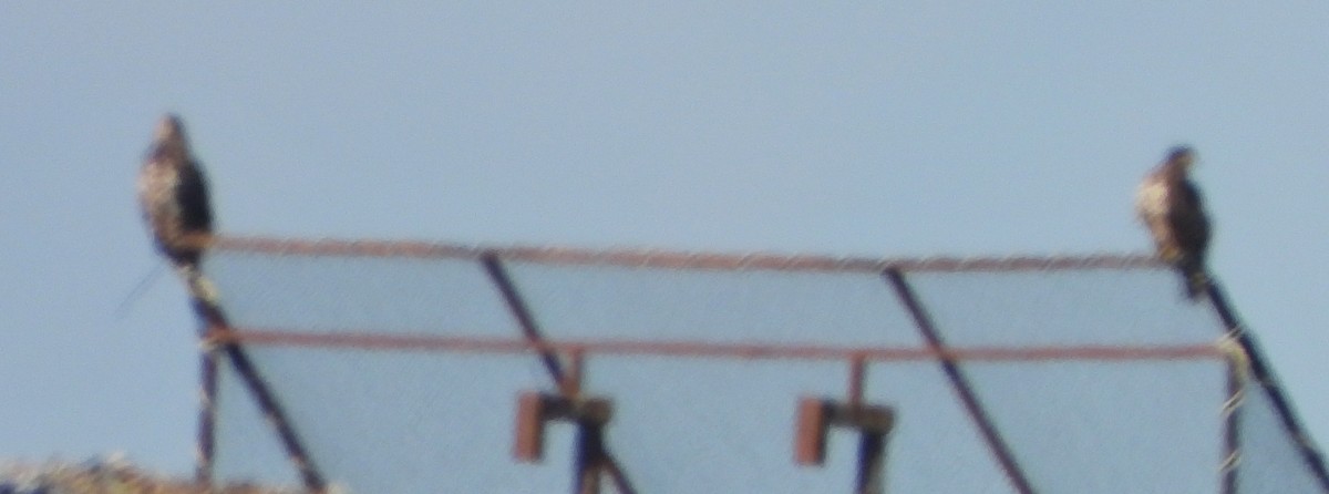 Белоголовый орлан - ML619630459
