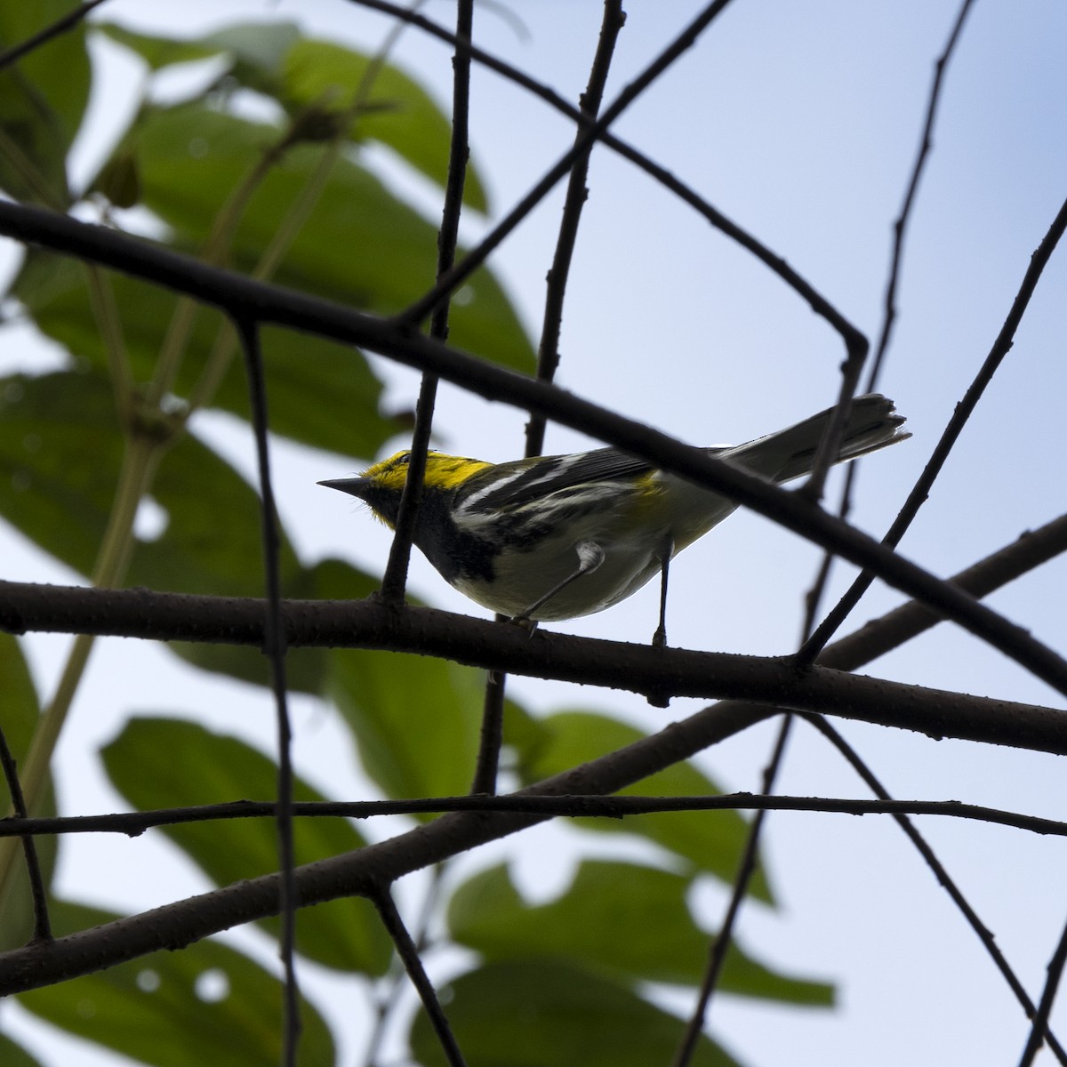 Black-throated Green Warbler - ML619630487
