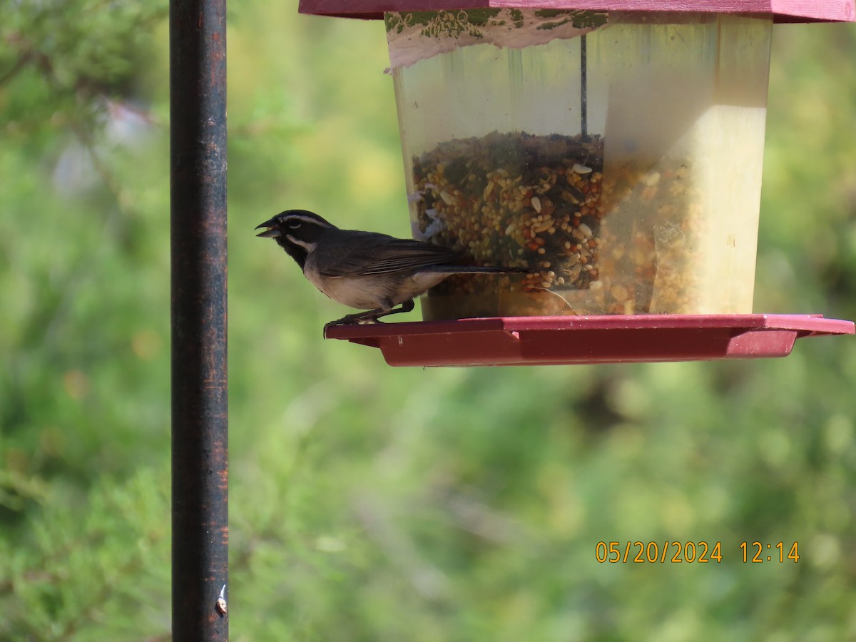 Black-throated Sparrow - ML619630541
