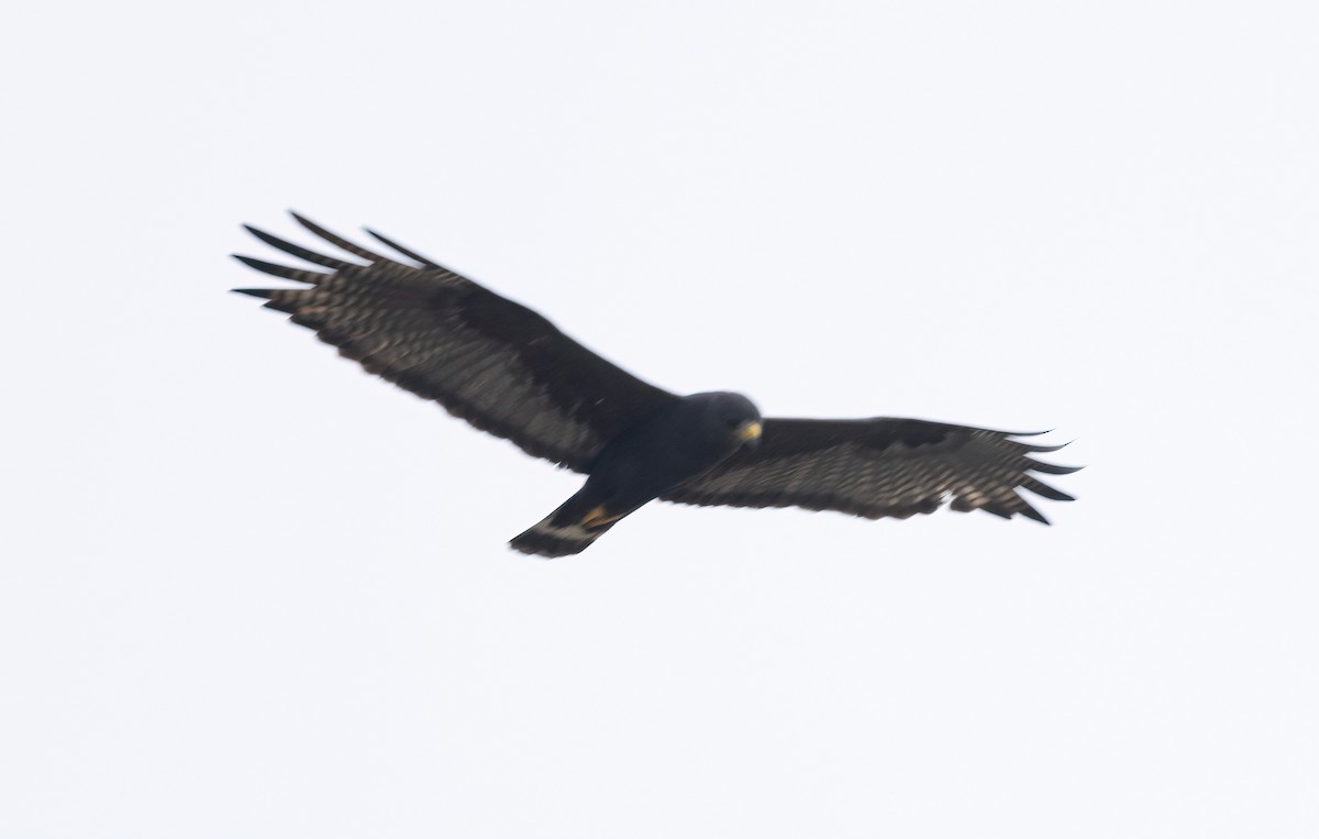Zone-tailed Hawk - ML619630545