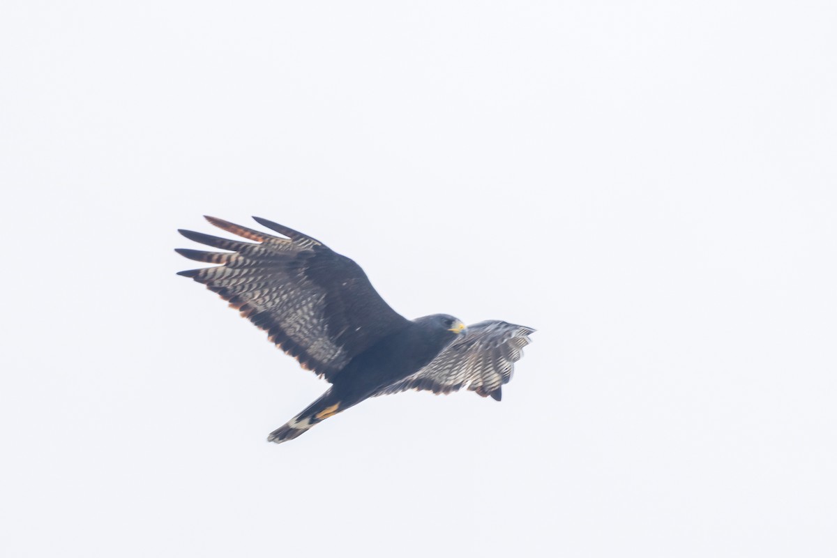 Zone-tailed Hawk - ML619630546