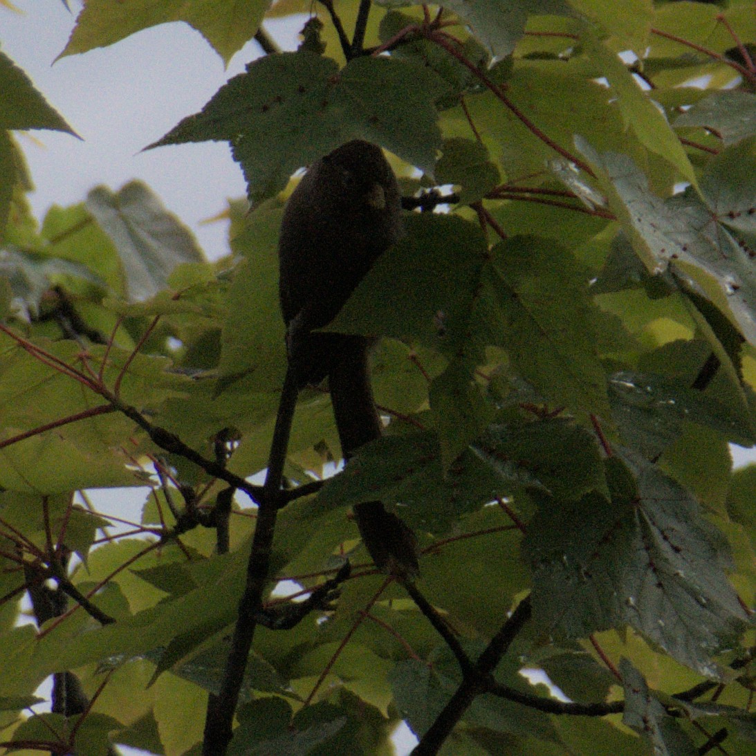 Kahverengi Papağangaga - ML619630619