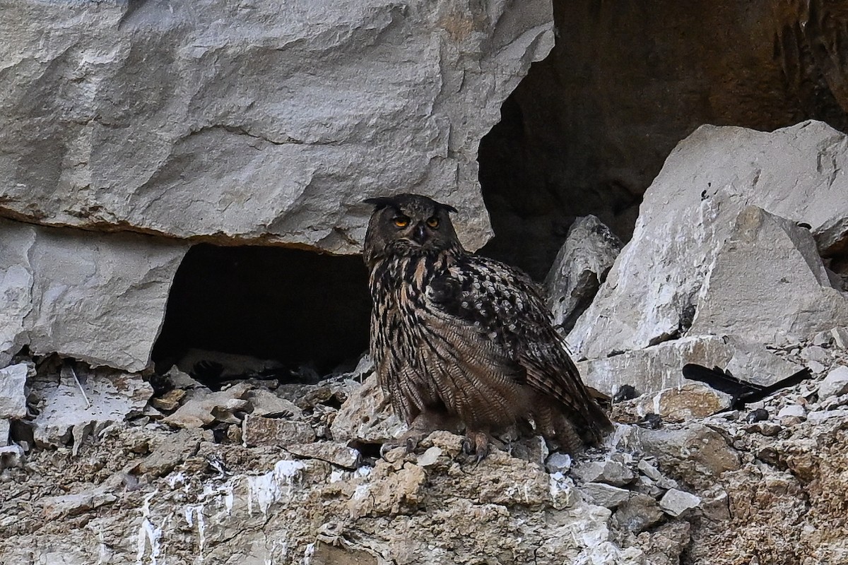 Eurasian Eagle-Owl - ML619630658