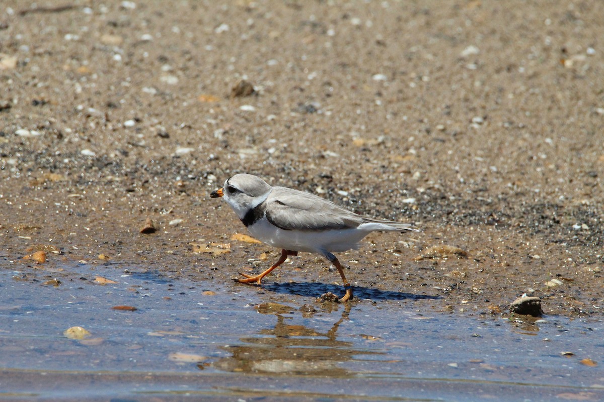 Piping Plover - ML619630664