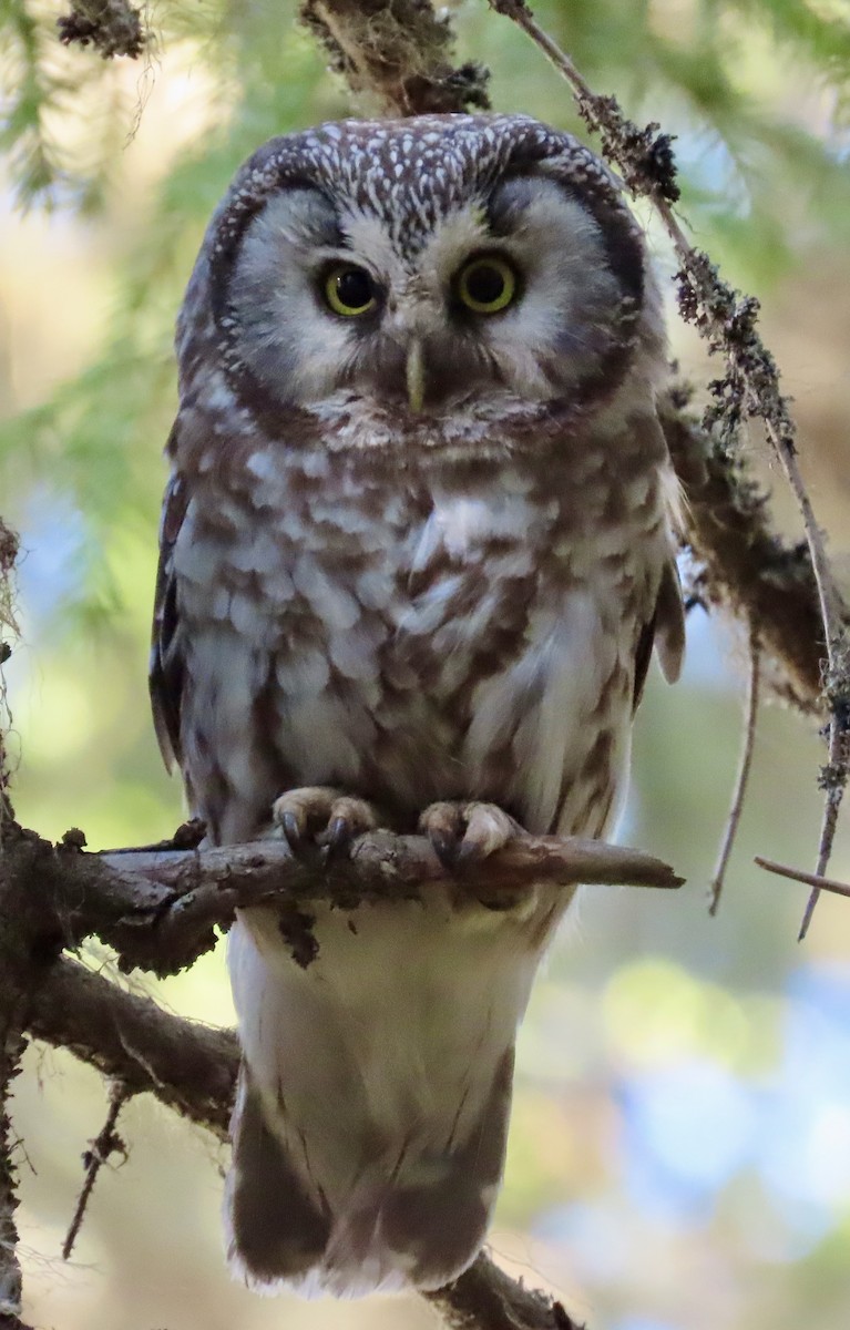 Boreal Owl (Tengmalm's) - ML619630680