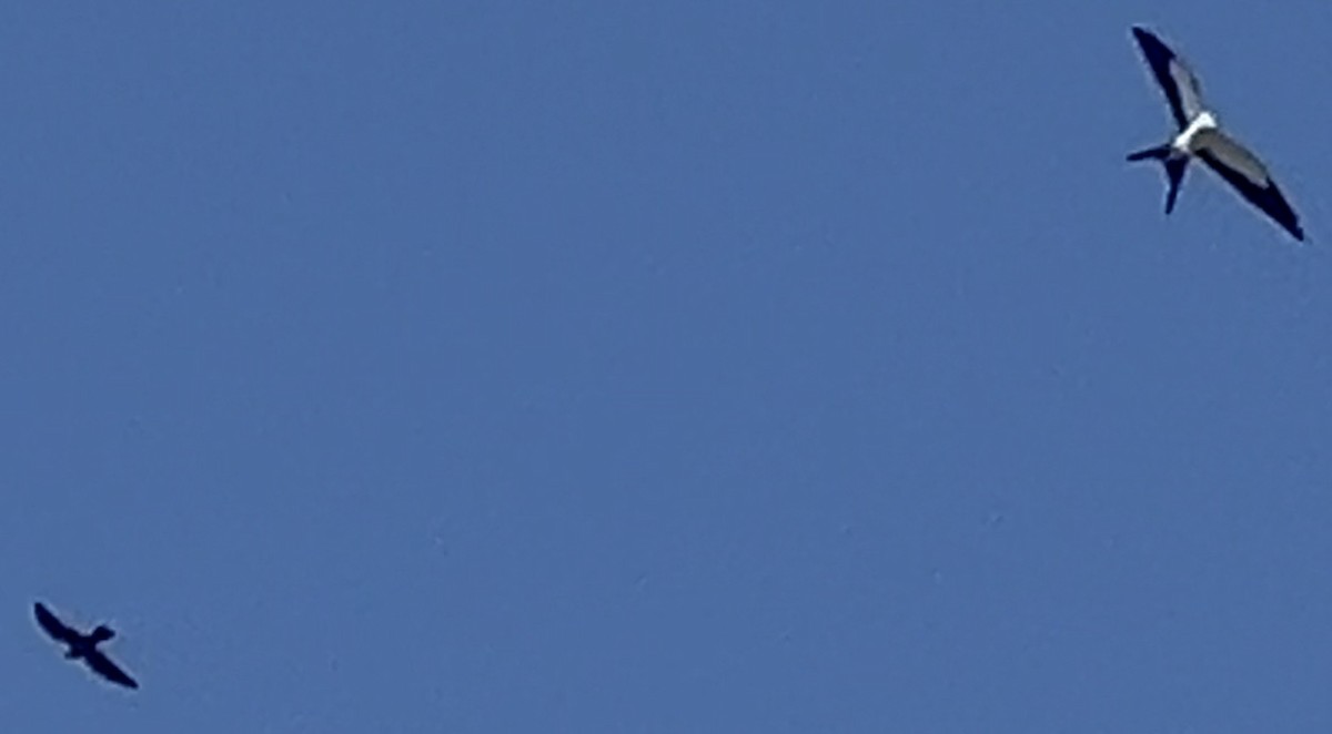 Swallow-tailed Kite - ML619630695