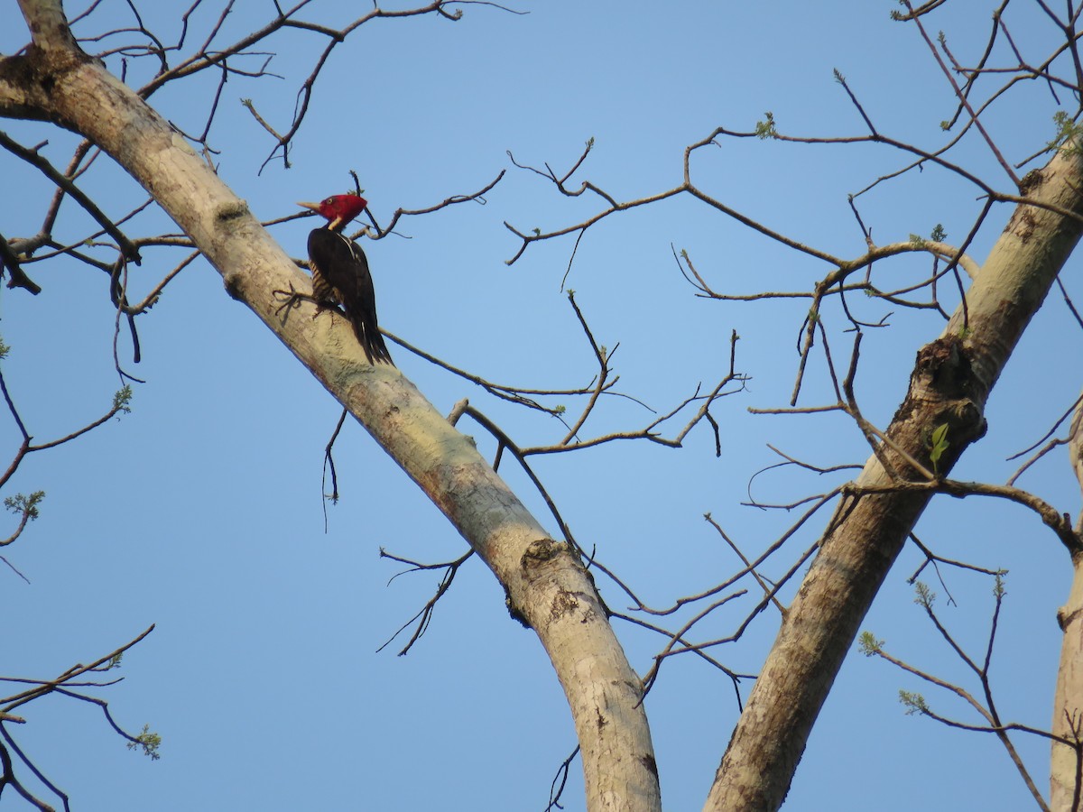 Pale-billed Woodpecker - ML619630701