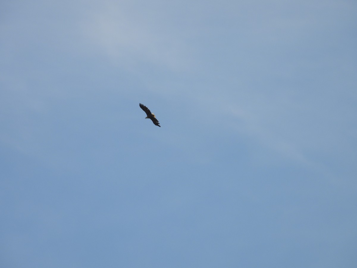 White-tailed Eagle - ML619630709