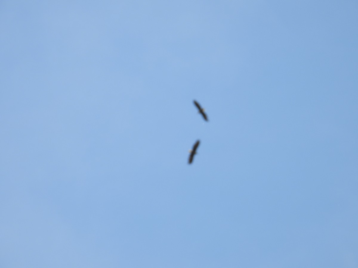 White-tailed Eagle - ML619630710