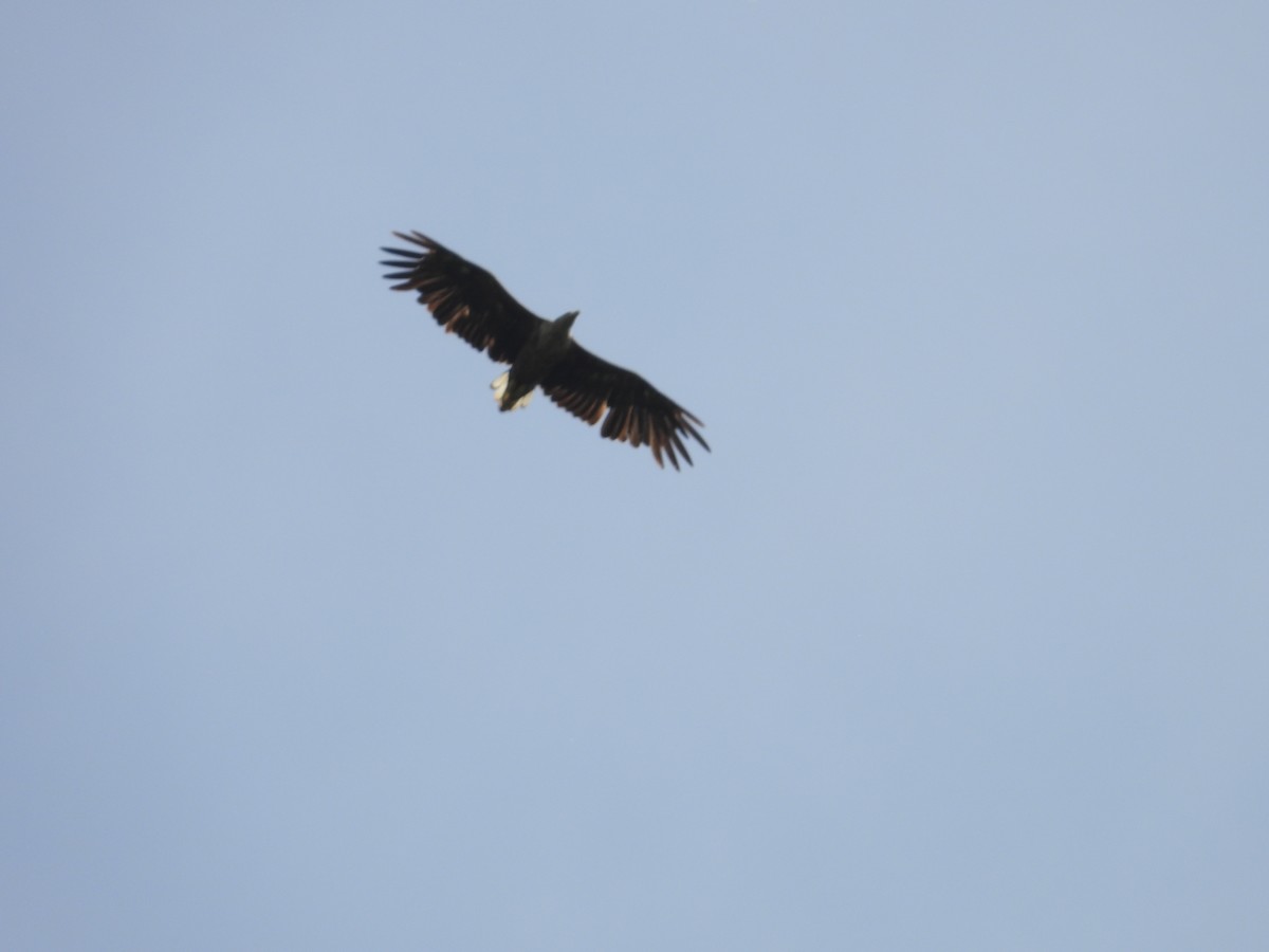 White-tailed Eagle - ML619630711
