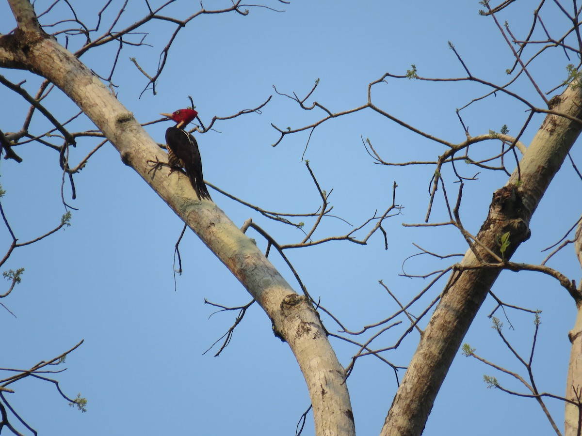 Pale-billed Woodpecker - ML619630713