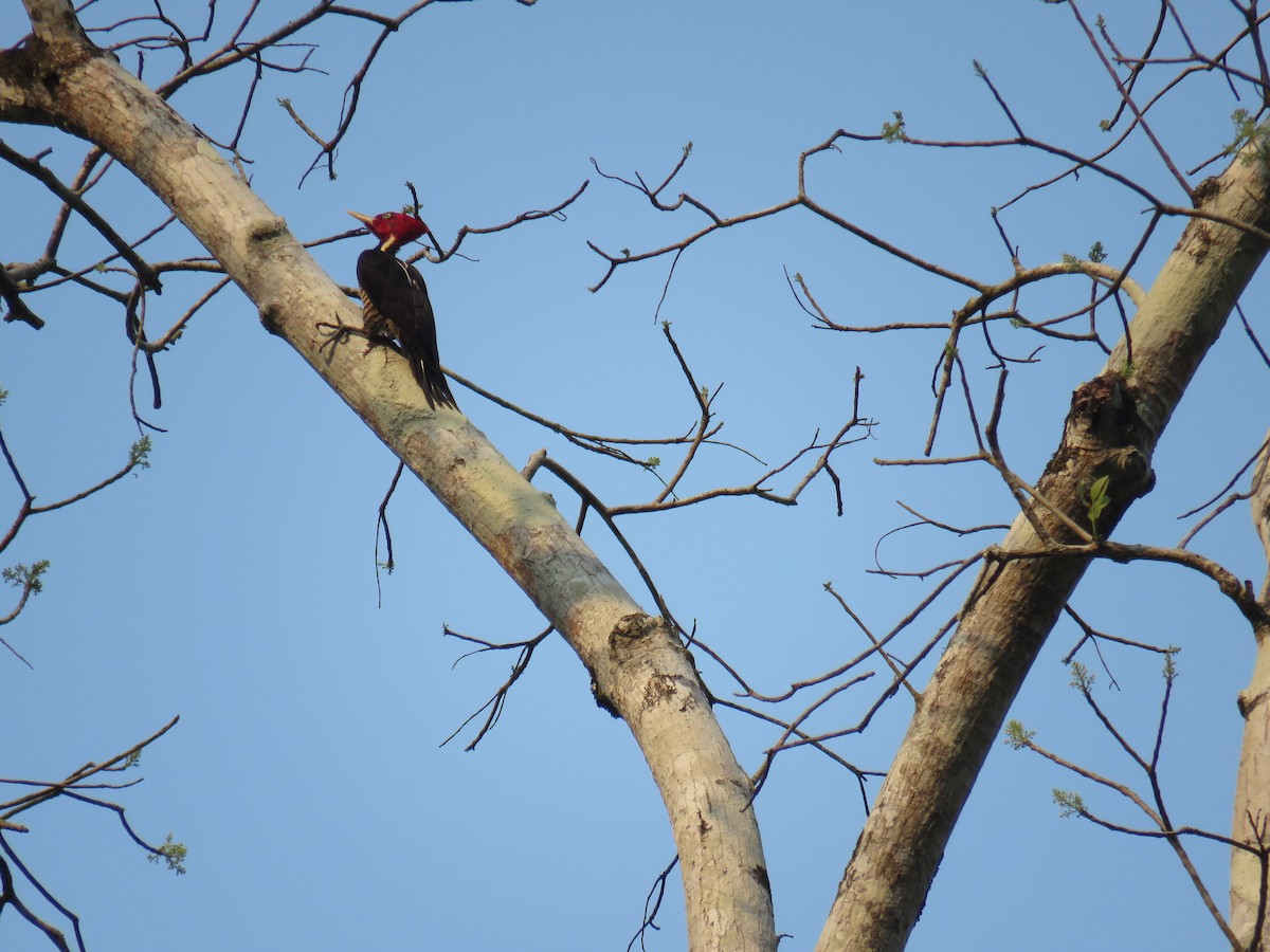 Pale-billed Woodpecker - ML619630721