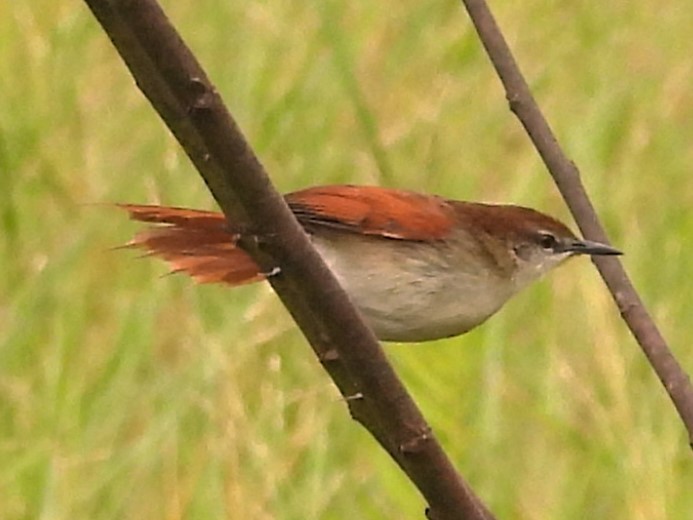 Yellow-chinned Spinetail - ML619630791