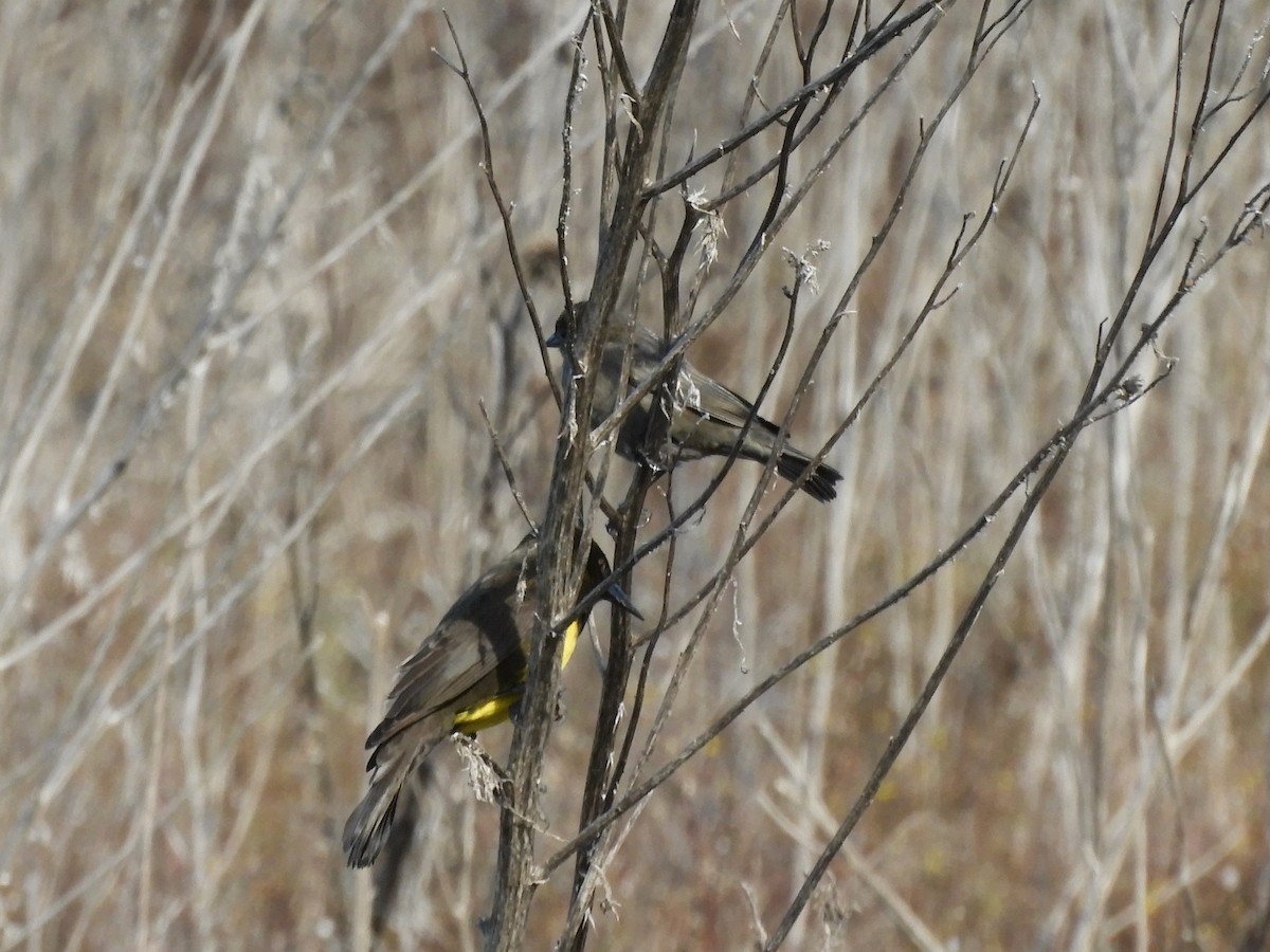 Brown-and-yellow Marshbird - ML619630841