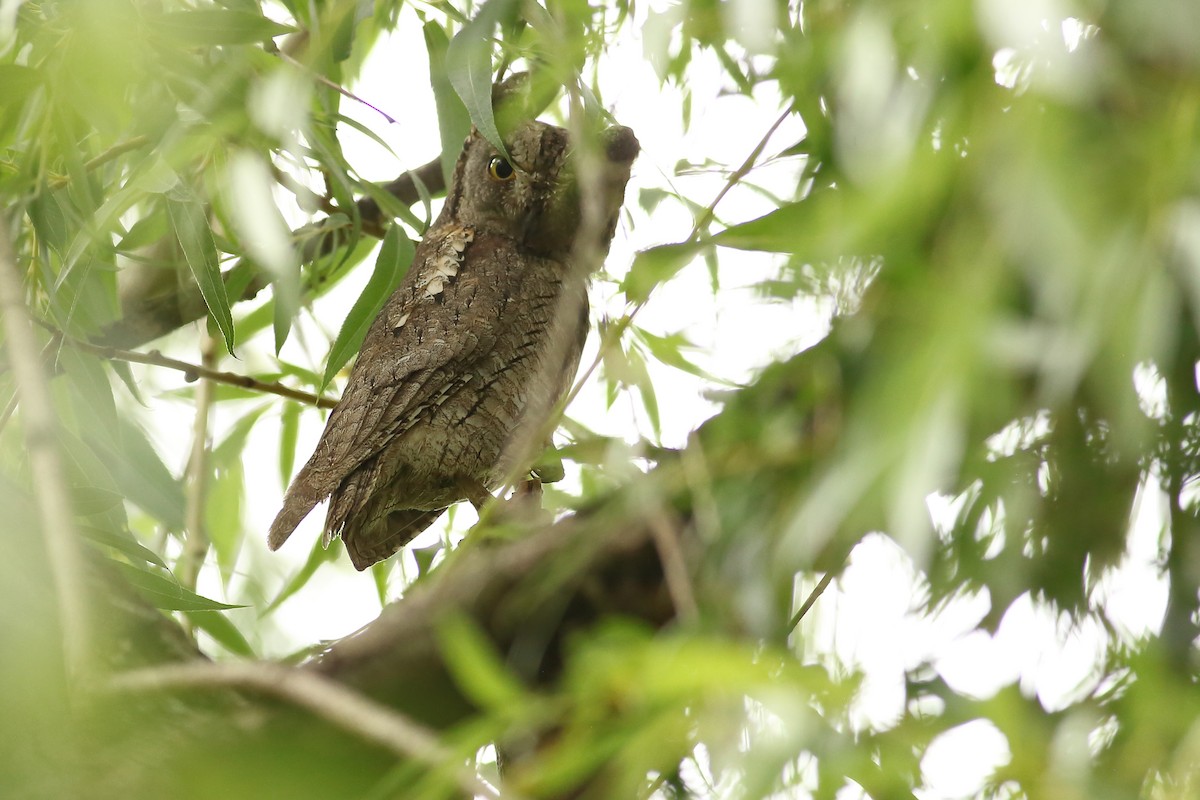 Eurasian Scops-Owl - ML619630901