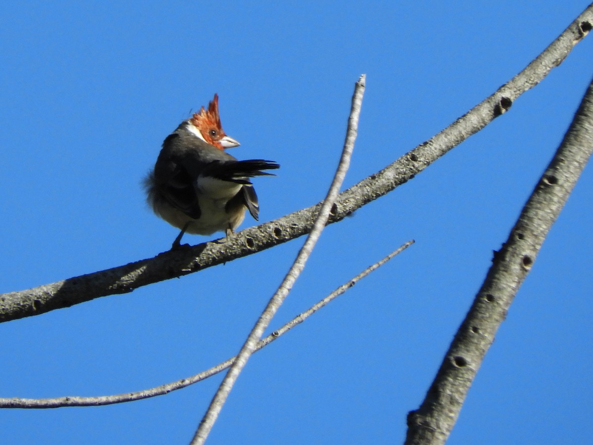Red-crested Cardinal - ML619630907