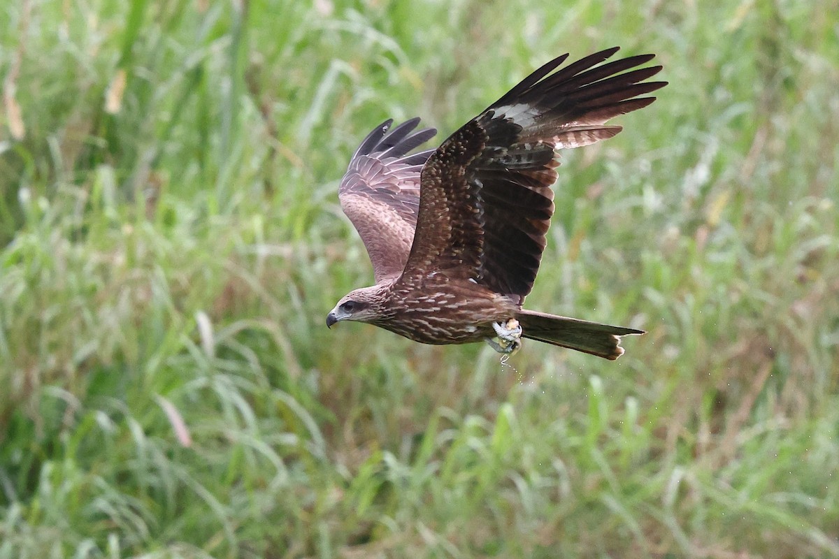 Black Kite (Black-eared) - ML619630925