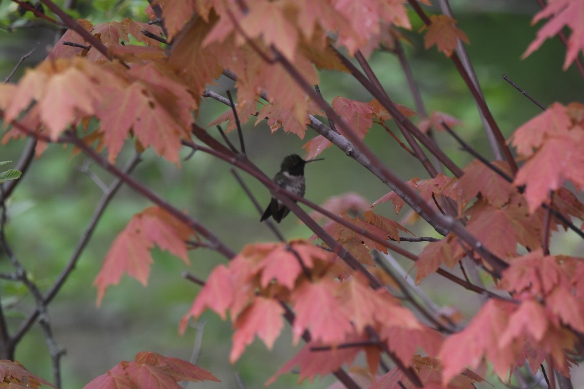 Ruby-throated Hummingbird - ML619630974