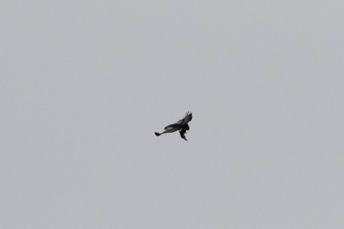 Black-chested Buzzard-Eagle - ML619630993