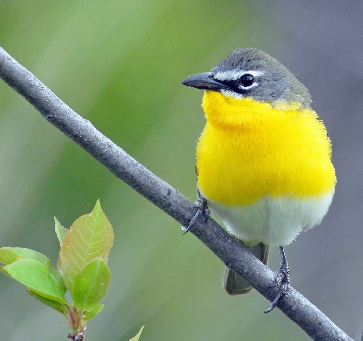 Yellow-breasted Chat - ML619631044