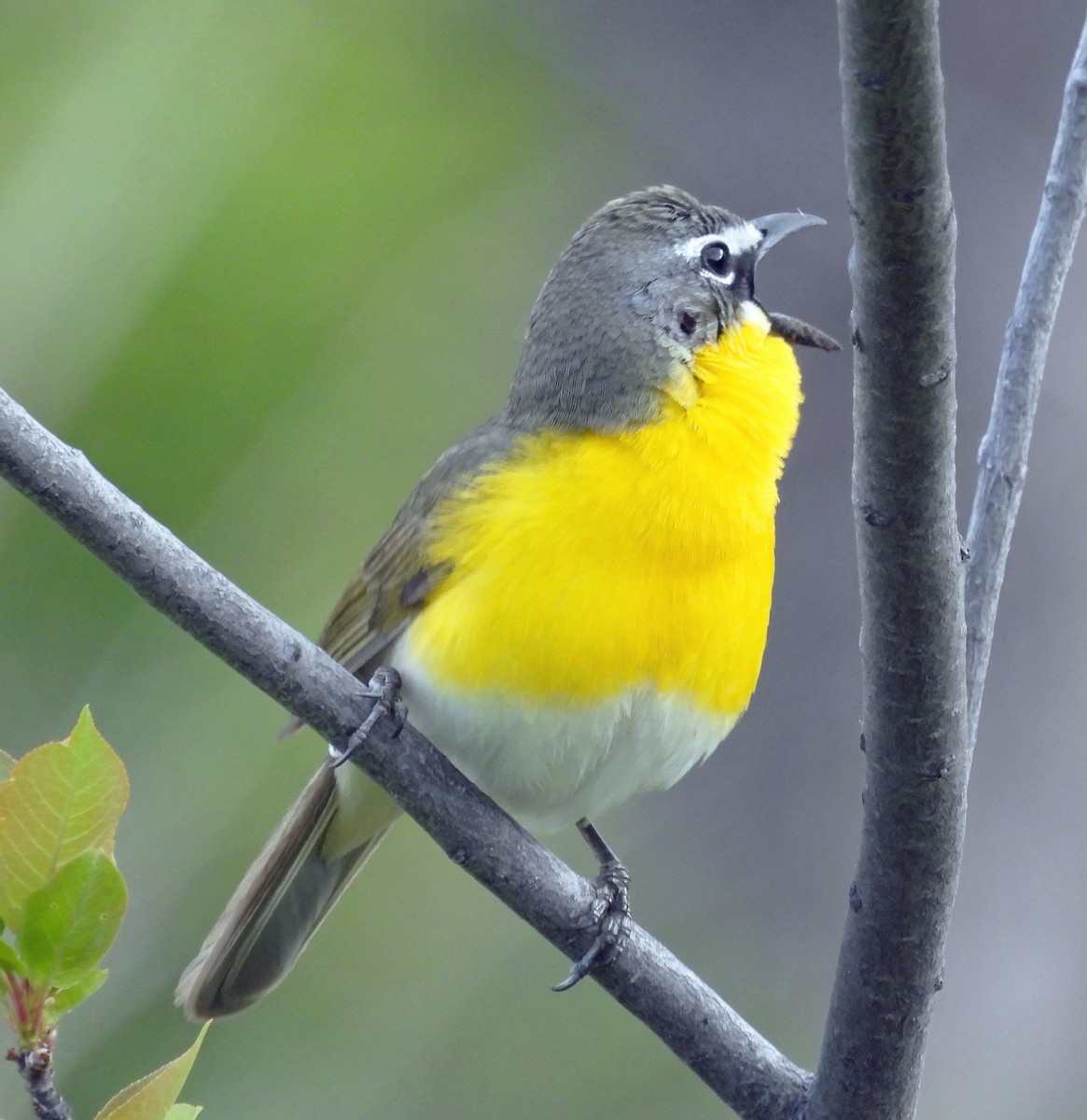 Yellow-breasted Chat - ML619631048
