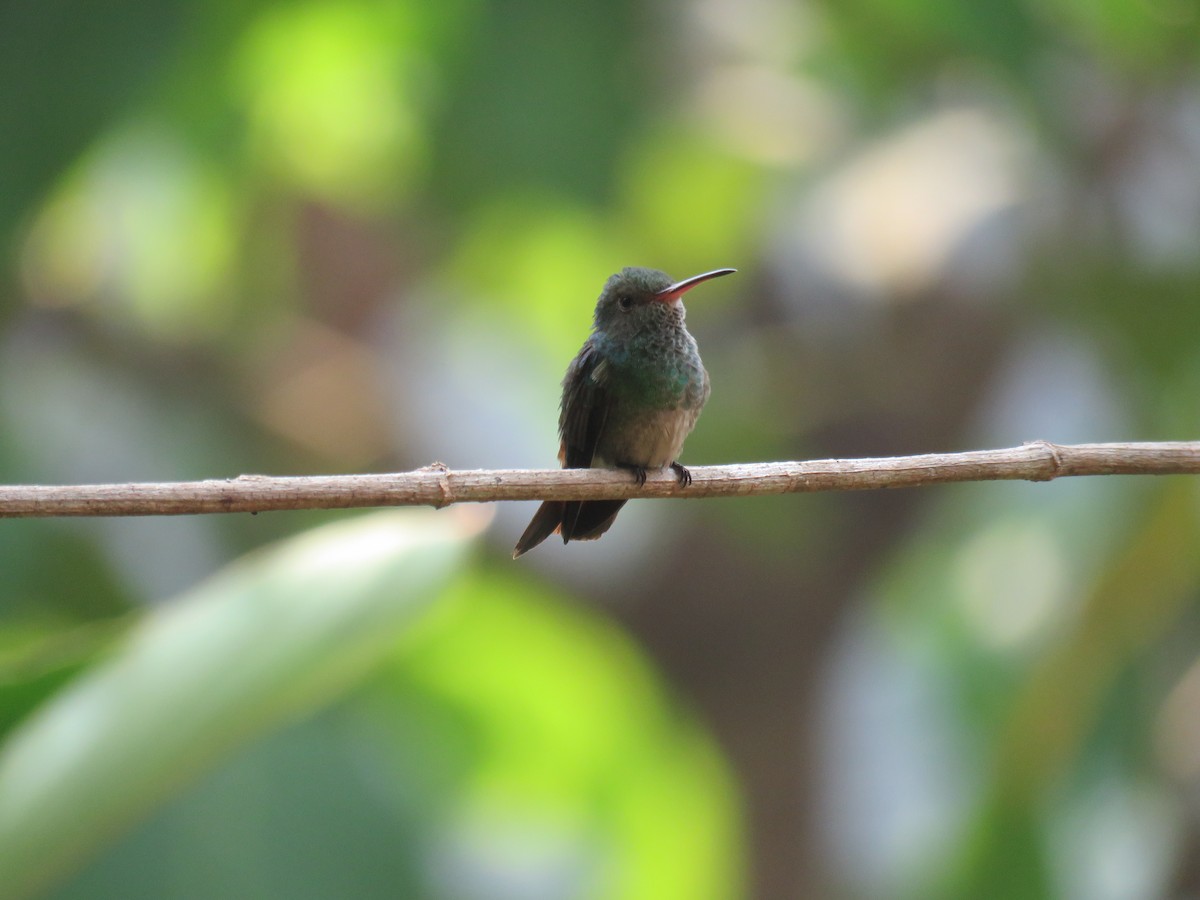 Rufous-tailed Hummingbird - ML619631085