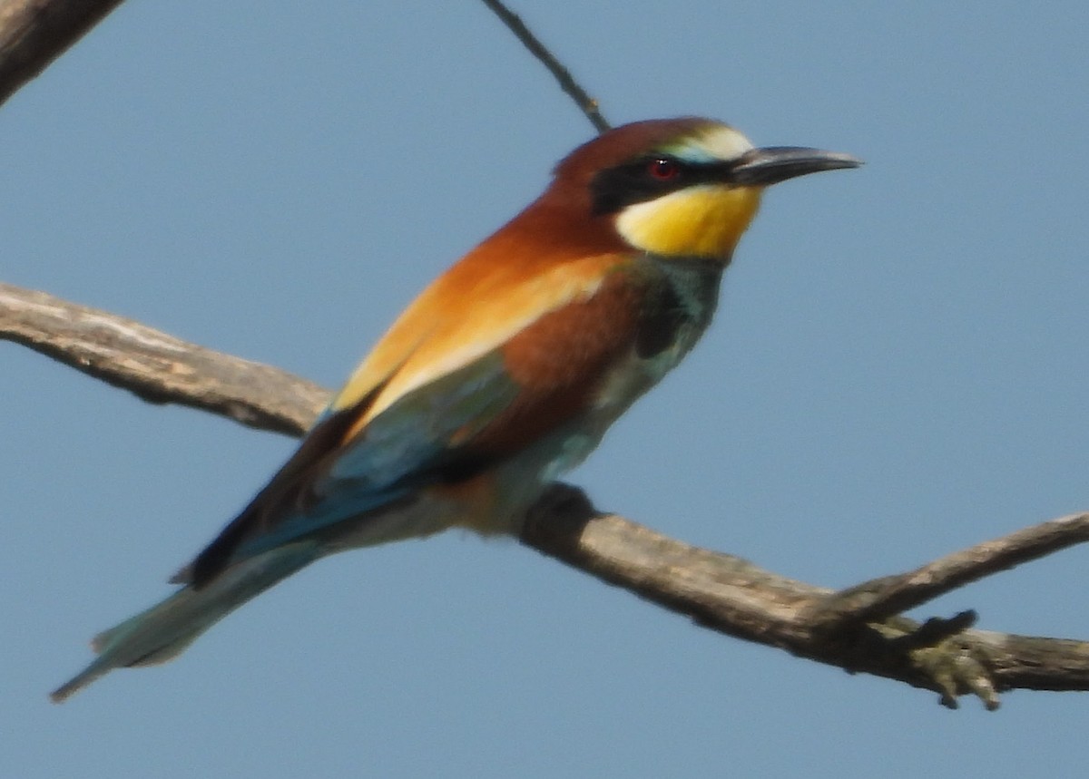 European Bee-eater - ML619631089