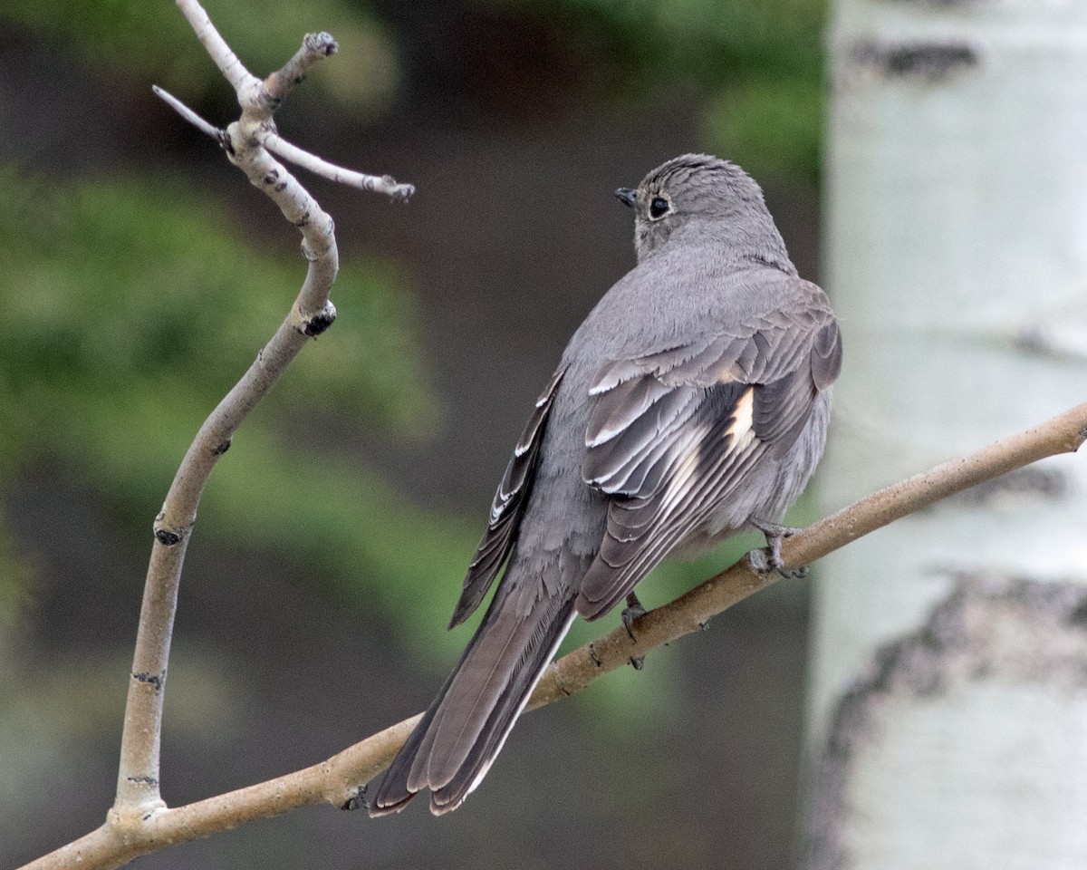 Townsend's Solitaire - ML619631189