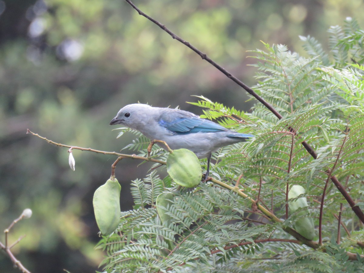Blue-gray Tanager (Blue-gray) - ML619631201