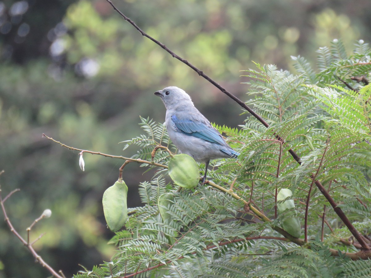 Blue-gray Tanager (Blue-gray) - ML619631203