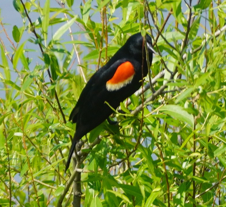 Red-winged Blackbird - ML619631253