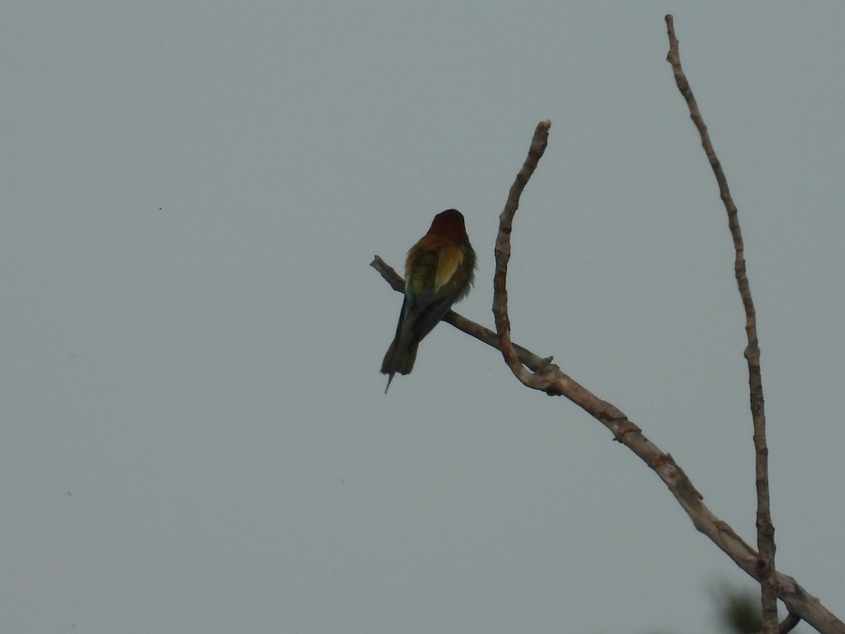 European Bee-eater - ML619631306