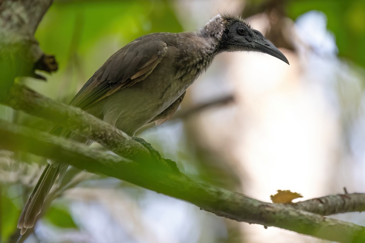 Helmeted Friarbird (Hornbill) - ML619631327