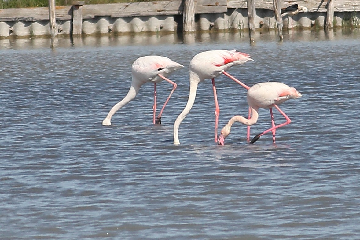 Greater Flamingo - ML619631394