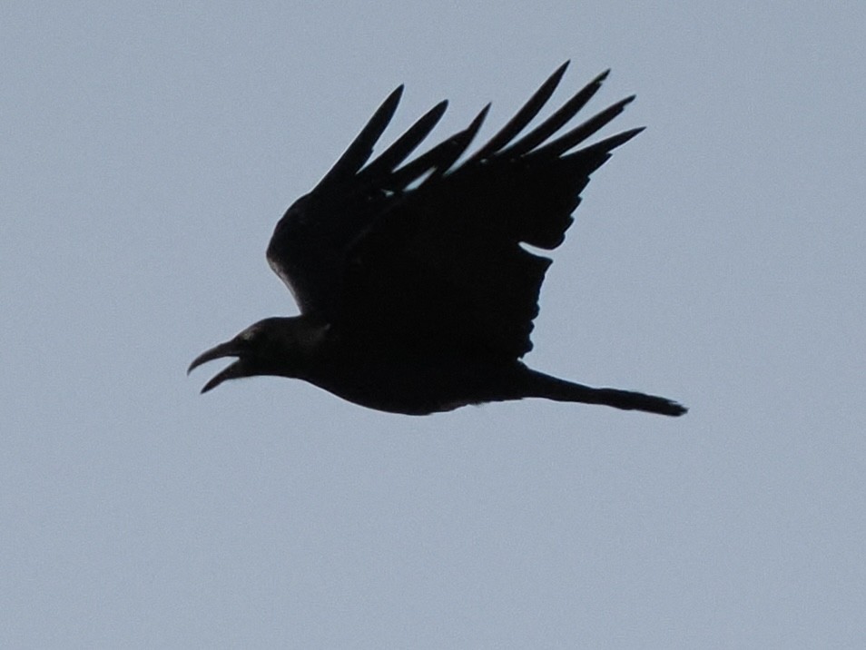 Chihuahuan Raven - ML619631438