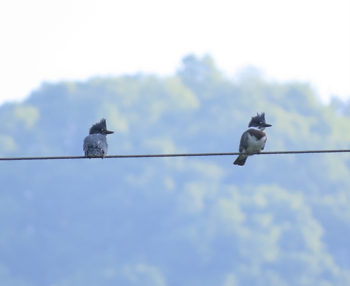 Belted Kingfisher - ML619631471