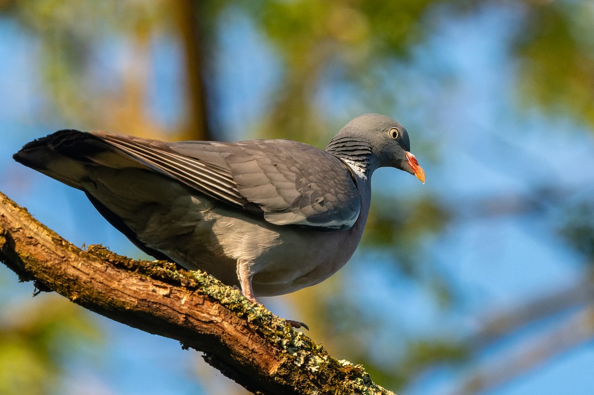 Common Wood-Pigeon - ML619631538