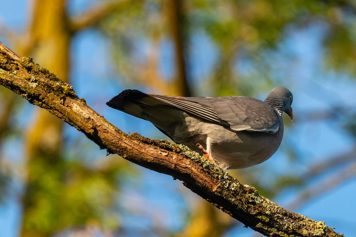 Common Wood-Pigeon - ML619631543