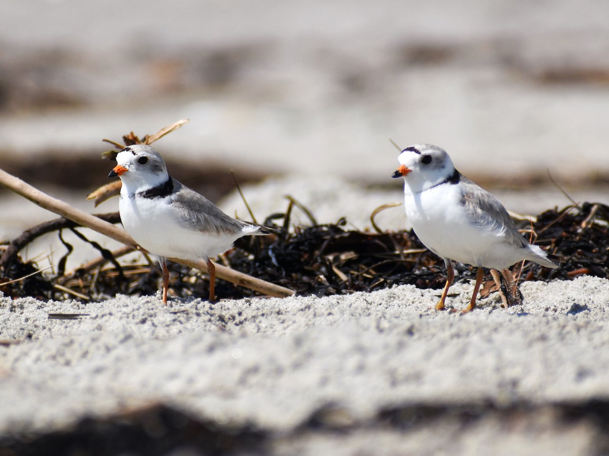 Piping Plover - ML619631564