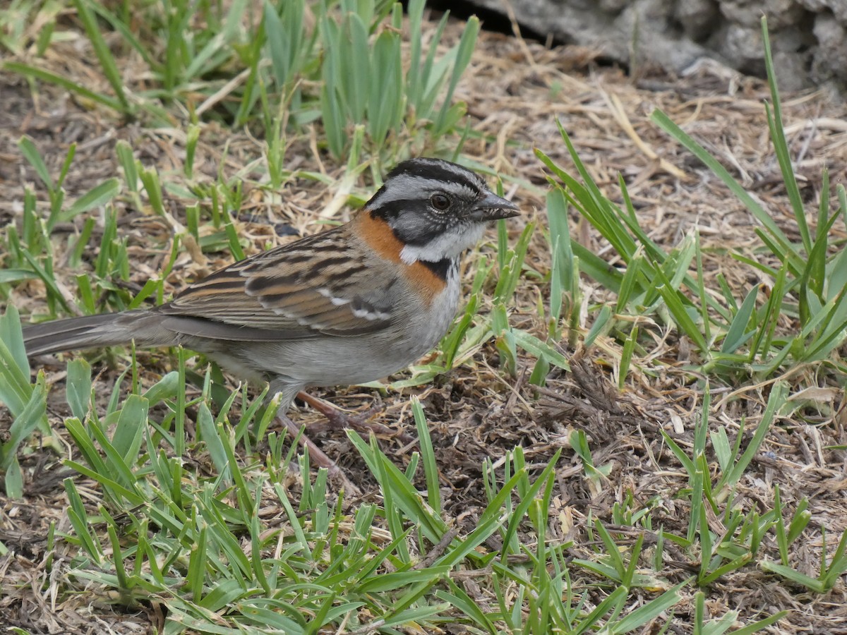 Rufous-collared Sparrow - ML619631578