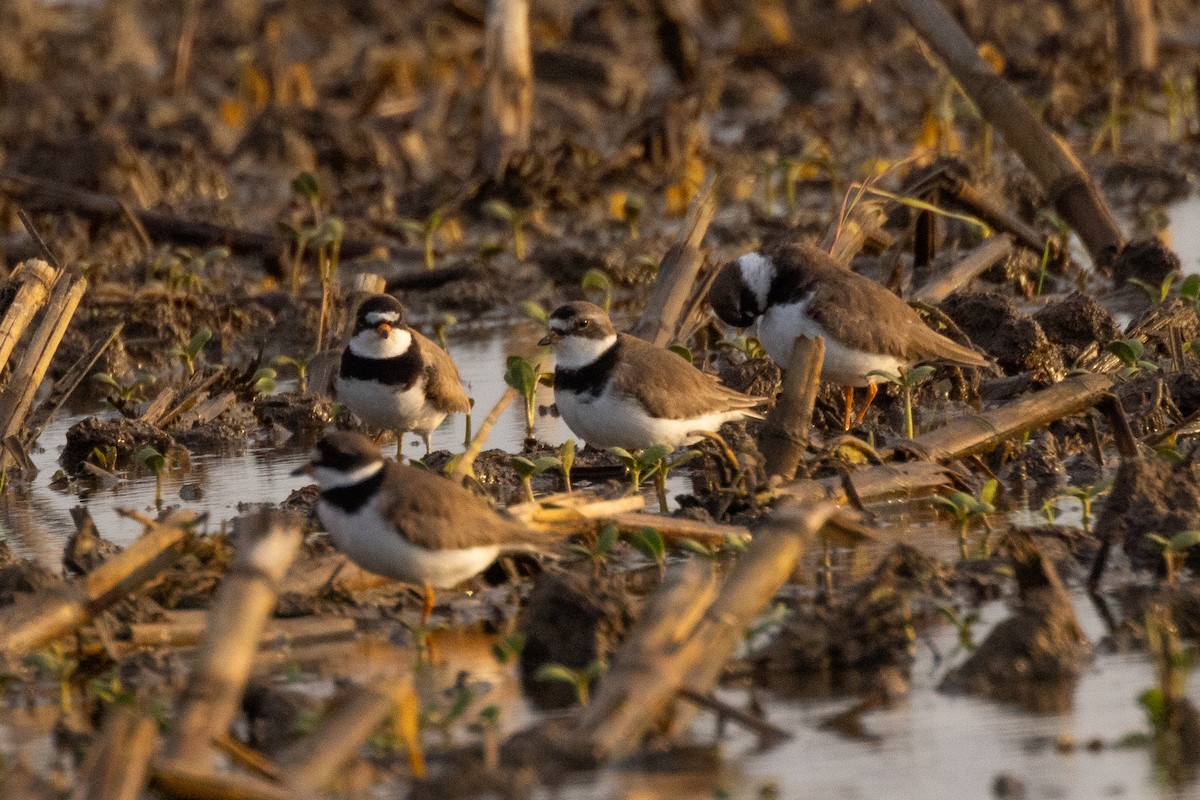 Semipalmated Plover - ML619631588