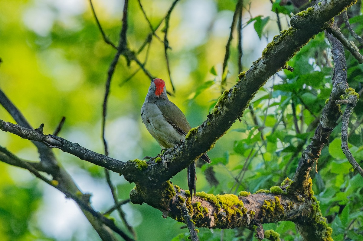Eurasian Green Woodpecker - ML619631624