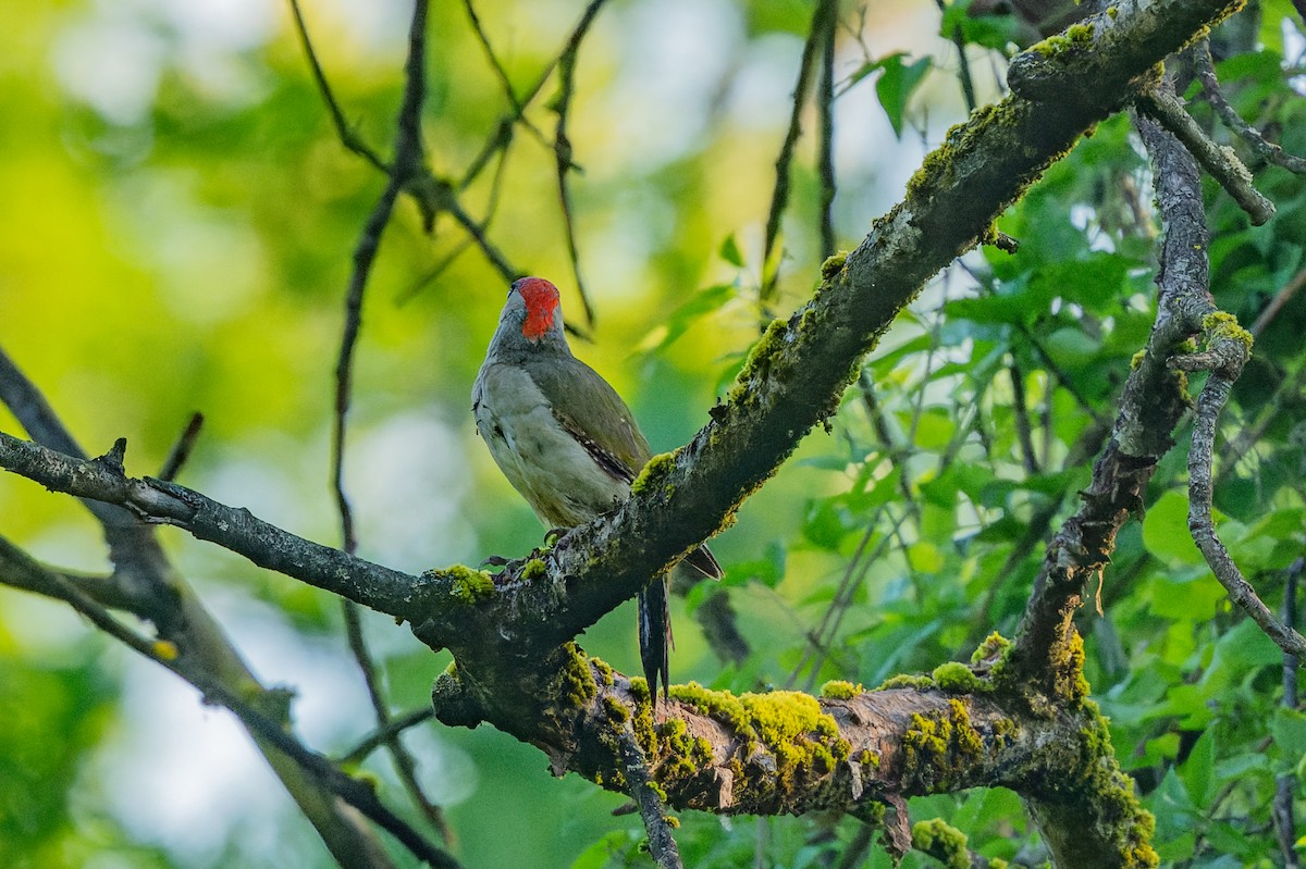 Eurasian Green Woodpecker - ML619631629