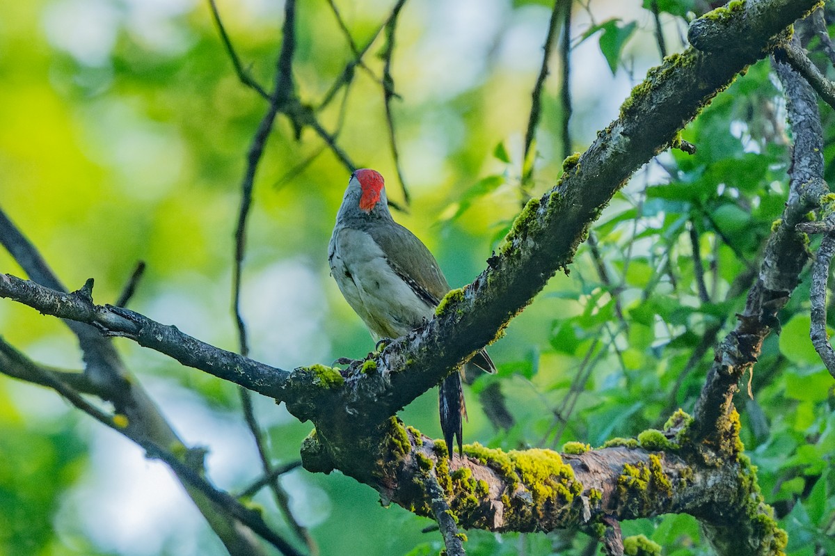 Eurasian Green Woodpecker - ML619631630