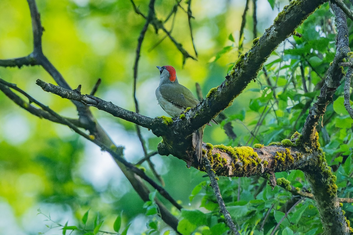 Eurasian Green Woodpecker - ML619631631