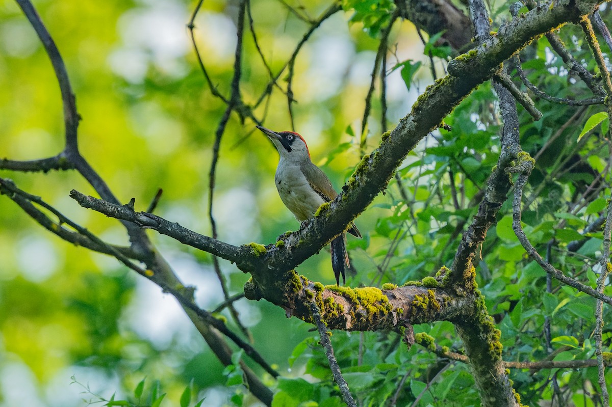Eurasian Green Woodpecker - ML619631632