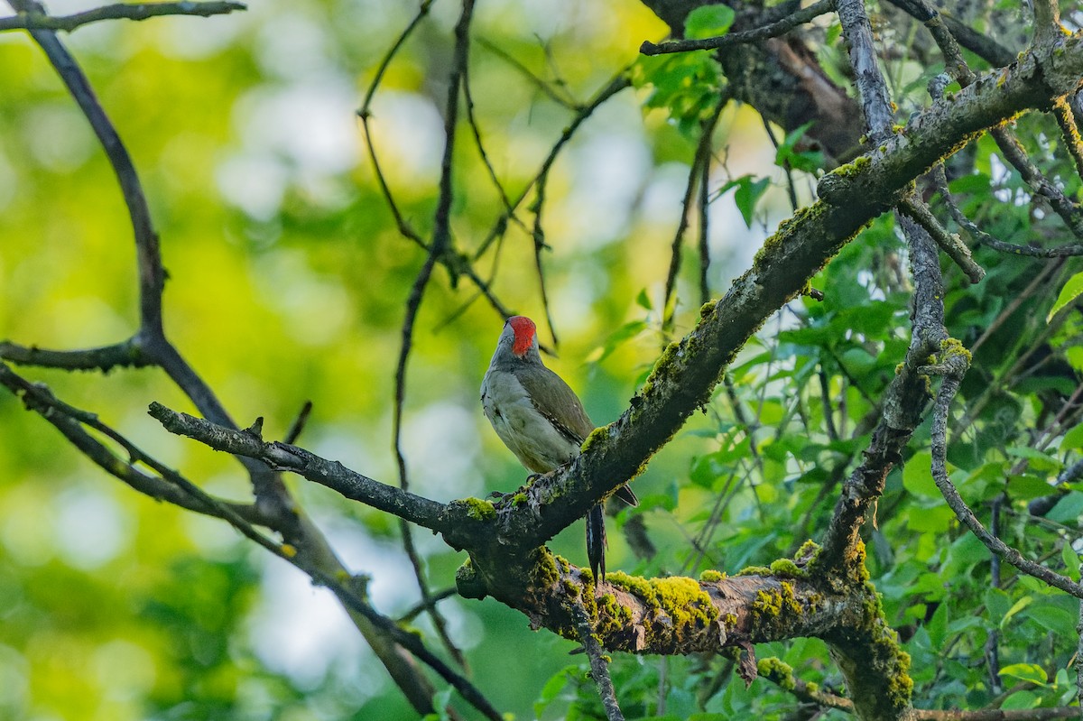 Eurasian Green Woodpecker - ML619631633