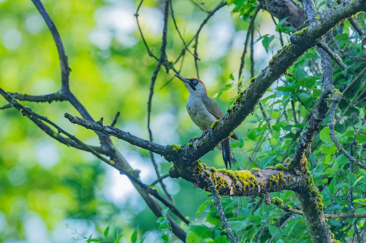 Eurasian Green Woodpecker - ML619631635