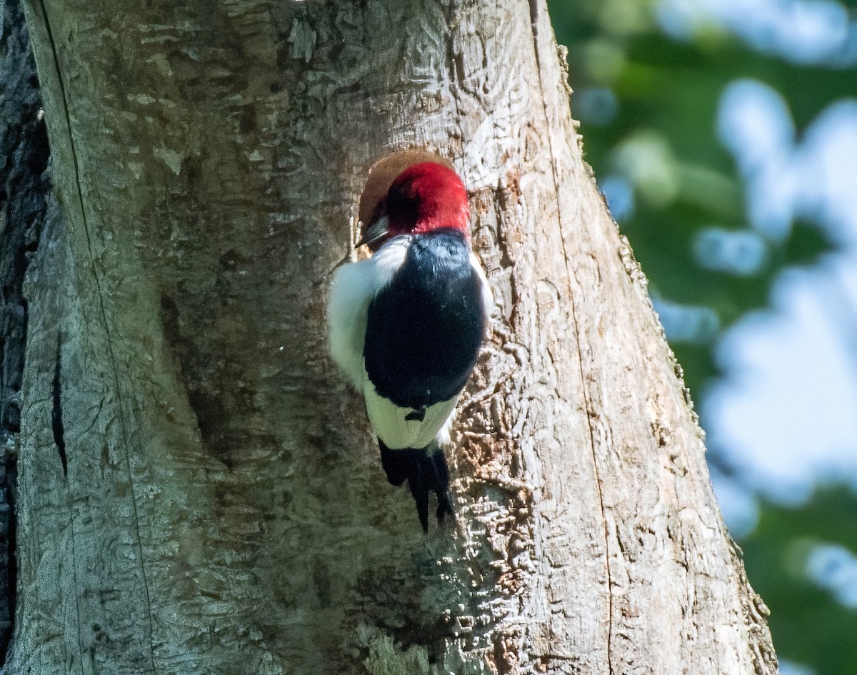 Red-headed Woodpecker - ML619631818