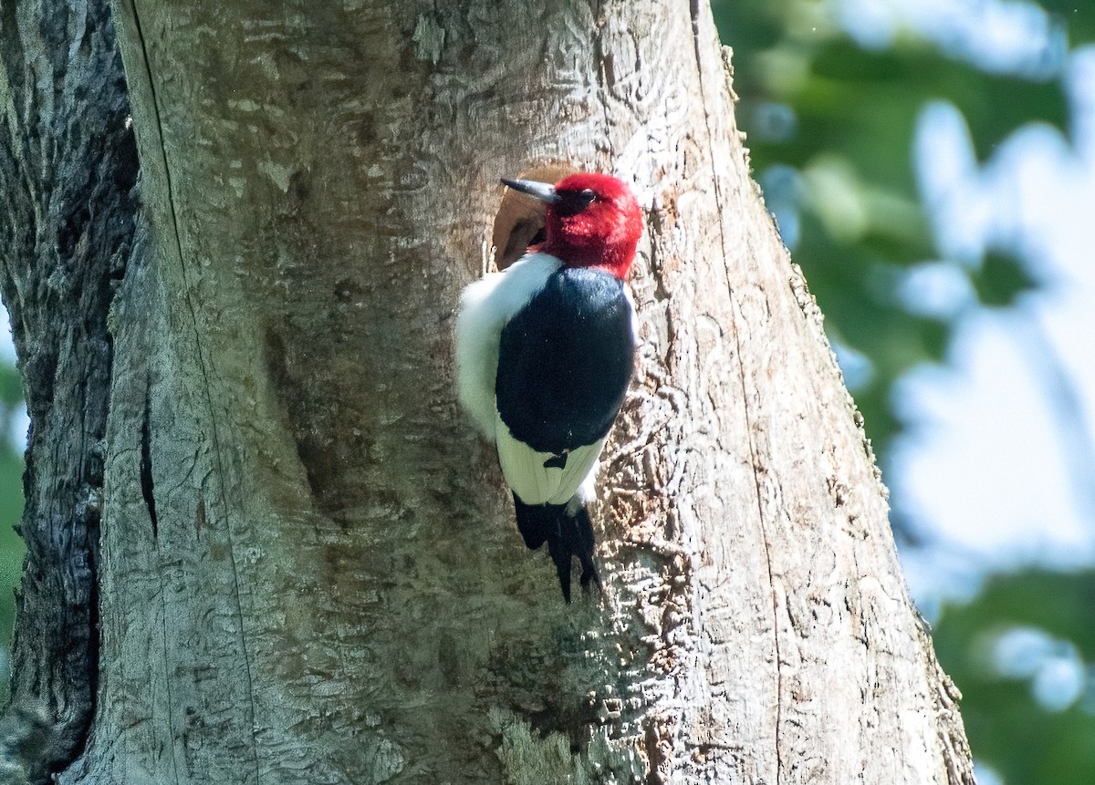 Red-headed Woodpecker - ML619631820